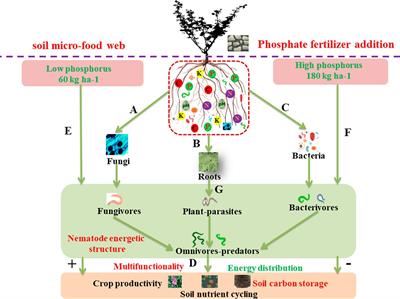 Long-term phosphorus fertilization reveals the phosphorus limitation shaping the soil micro-food web stability in the Loess Plateau